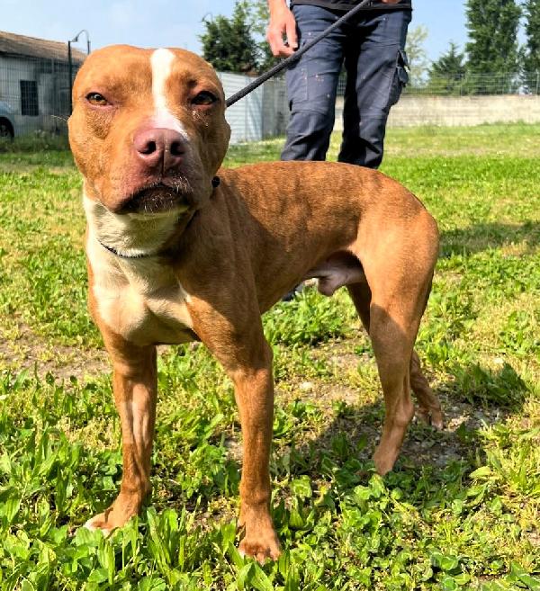 DANKO BELLISSIMO PIT Foto 4